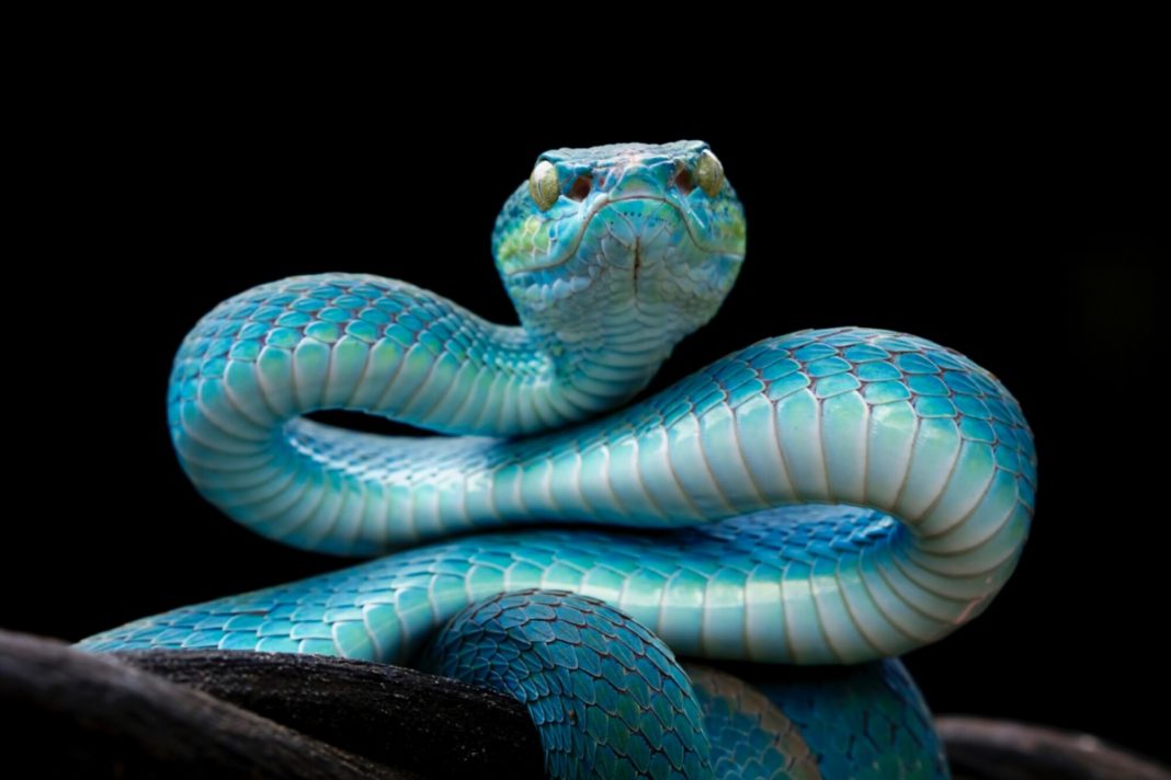 dünyanın en zehirli yılanı hangisidir